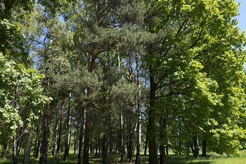 Photograph of Birkenau pine tree in periphery forest taken in May 2017.